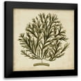 thumbnail image 1 of Oeder, Georg C. 20x20 Black Modern Framed Museum Art Print Titled - Vintage Seaweed I, 1 of 5