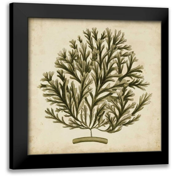 Oeder, Georg C. 20x20 Black Modern Framed Museum Art Print Titled - Vintage Seaweed I