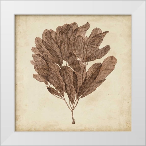Oeder, Georg C. 20x20 White Modern Wood Framed Museum Art Print Titled - Vintage Seaweed III
