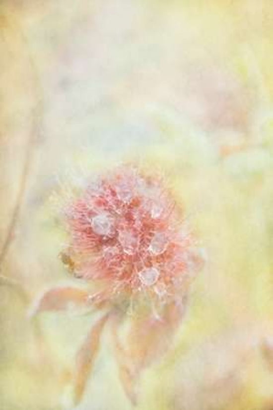 Of Ants and Raindrops Canvas Art - Roberta Murray (24 x 36)