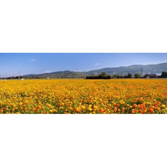 Offenburg, Black Forest, Baden-Wurttemberg, Germany Poster Print by Panoramic Images (33 x 12)