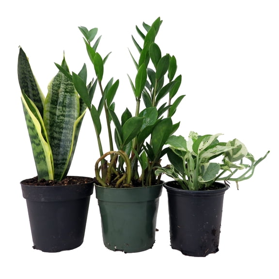 Office Plant Collection #1 -Snake/ZZ/Pothos - 3 Pack in 4" Pots