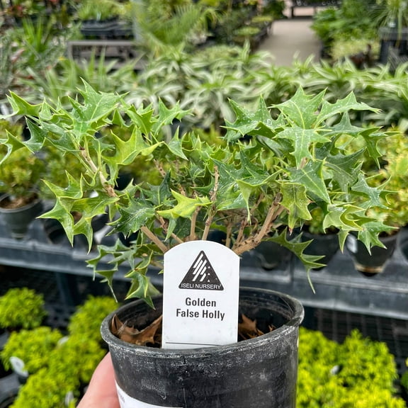 Ogon Japanese False Holly, Live Plant, 4" Growers Pot