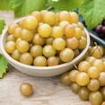 thumbnail image 1 of Oh My! Muscadine Grape Dormant Bare Root Fruiting Starter Vine (1-Pack), 1 of 4