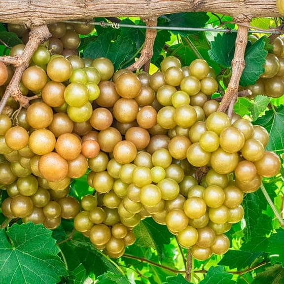 Oh My! Muscadine Grape Vine Deciduous Fruit Bearing Plant, in a 1 gallon pot