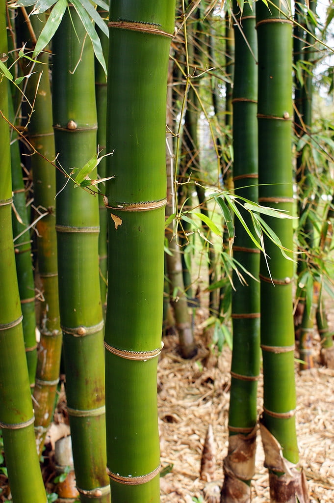 Ohe Common Bamboo - Bambusa vulgaris - 4" Pot - Walmart.com