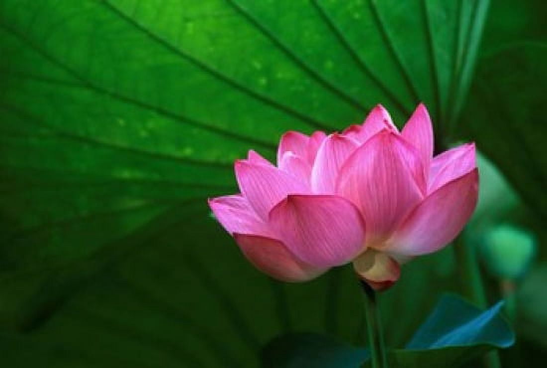 Ohga Lotus Sankei-en Garden Yokohama Japan Canvas Art - Rob Tilley DanitaDelimont (22 x 15)