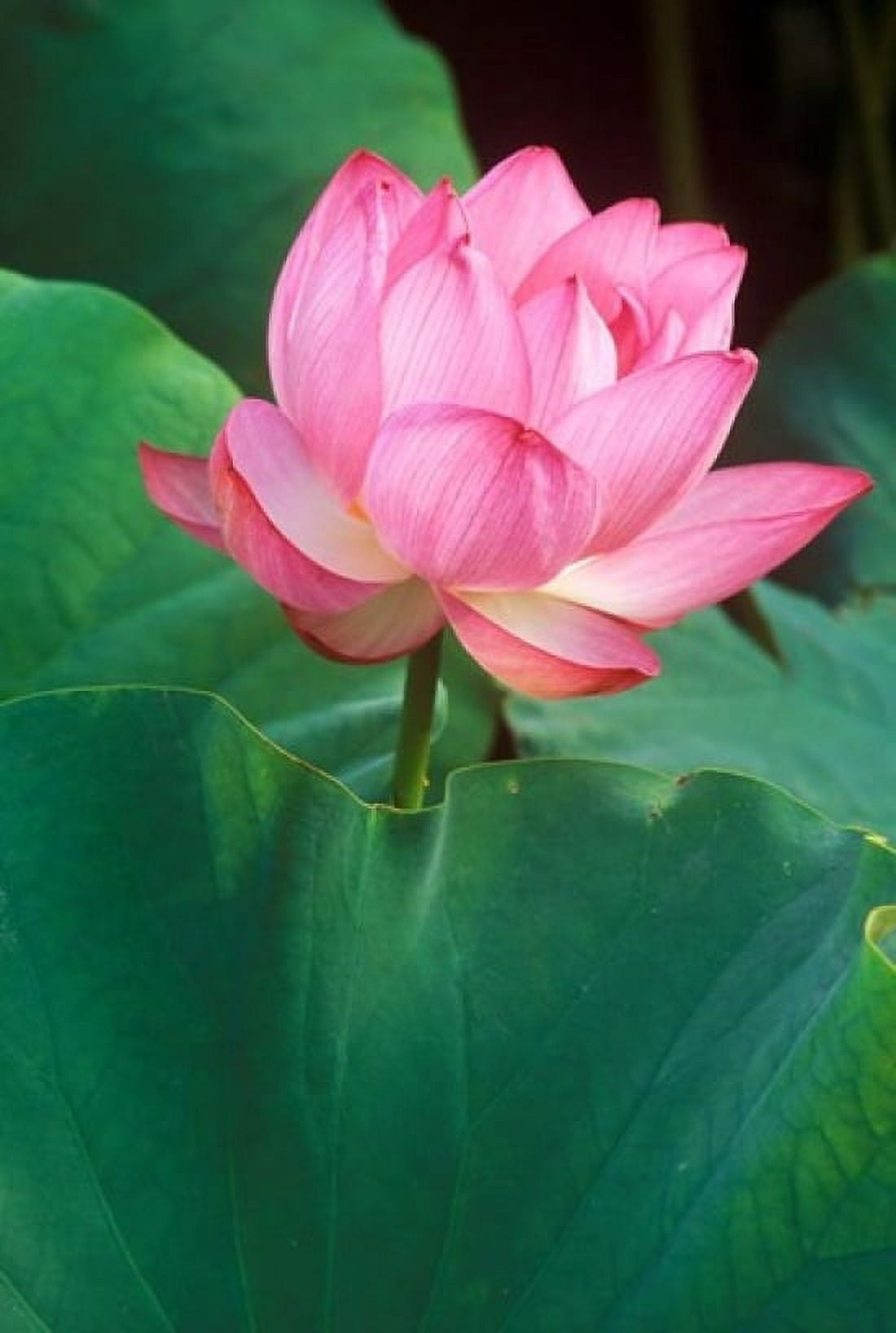 Ohga Lotus Sankei-en Garden Yokohama Japan Canvas Art - Rob Tilley DanitaDelimont (24 x 36)