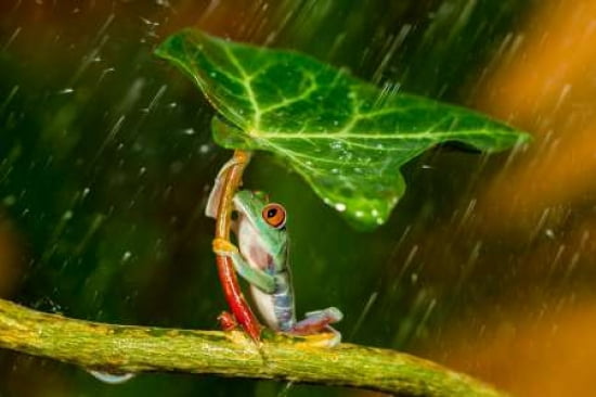 Ohh Noo - Its Raining Canvas Art - Kutub Uddin (12 x 18)