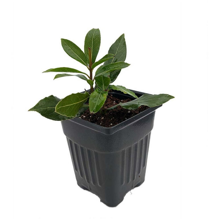 Ohio Grown Sweet Bay Laurel Herb - Laurus nobilis- 4 Ohio Grown Sweet Bay Laurel Herb - Laurus nobilis- 4