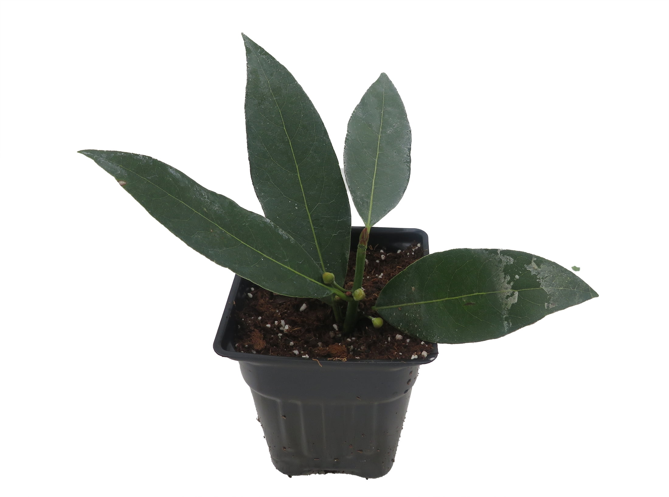 HIRT'S GARDENS Ohio Grown Sweet Bay Laurel Herb - Laurus nobilis- 4" Pot