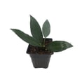 thumbnail image 1 of Ohio Grown Sweet Bay Laurel Herb - Laurus nobilis- 4"  Pot, 1 of 4