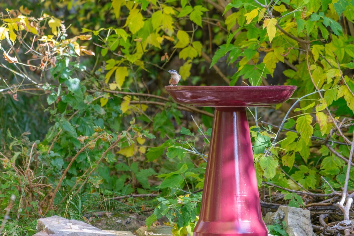 Burgundy Ceramic Clay Pedestal Bird Bath, 22"H x 17"D