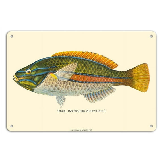 Ohua (Stethojulis Albovittata) - Blue-Lined Wrasse Fish - from Fishes of Hawaii - Vintage Hawaiian Color Postcard c.1905 - 8 x 12 inch Vintage Metal Tin Sign