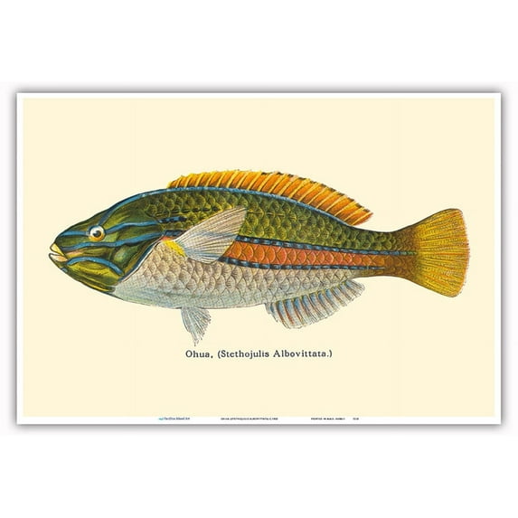 Ohua (Stethojulis Albovittata) - Blue-Lined Wrasse Fish - from Fishes of Hawaii - Vintage Hawaiian Color Postcard c.1905 - Master Art Print (Unframed) 13in x 19in