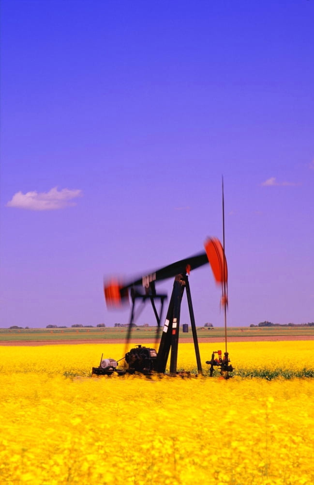 Oil Pumpjack In A Canola Field Canvas Art - Carson Ganci Design Pics (11 x 17)