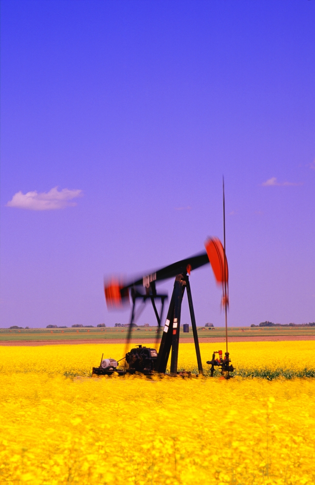Oil Pumpjack In A Canola Field Canvas Art - Carson Ganci Design Pics (22 x 34)