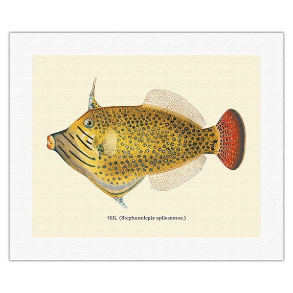 Oili (Stephanolepis Spilosomus) - From Fishes of Hawaii - Vintage Hawaiian Color Postcard c.1909 - Fine Art Rolled Canvas Print (Unframed) 16in x 20in