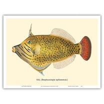 Oili (Stephanolepis Spilosomus) - From Fishes of Hawaii - Vintage Hawaiian Color Postcard c.1909 - Master Art Print (Unframed) 9in x 12in