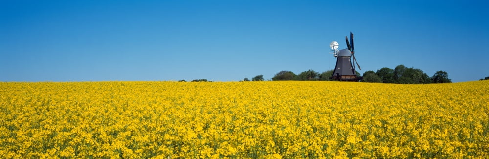 Oilseed rape (Brassica napus) crop in a field with a traditional windmill in the background Germany Canvas Art - Panoramic Images (12 x 36)