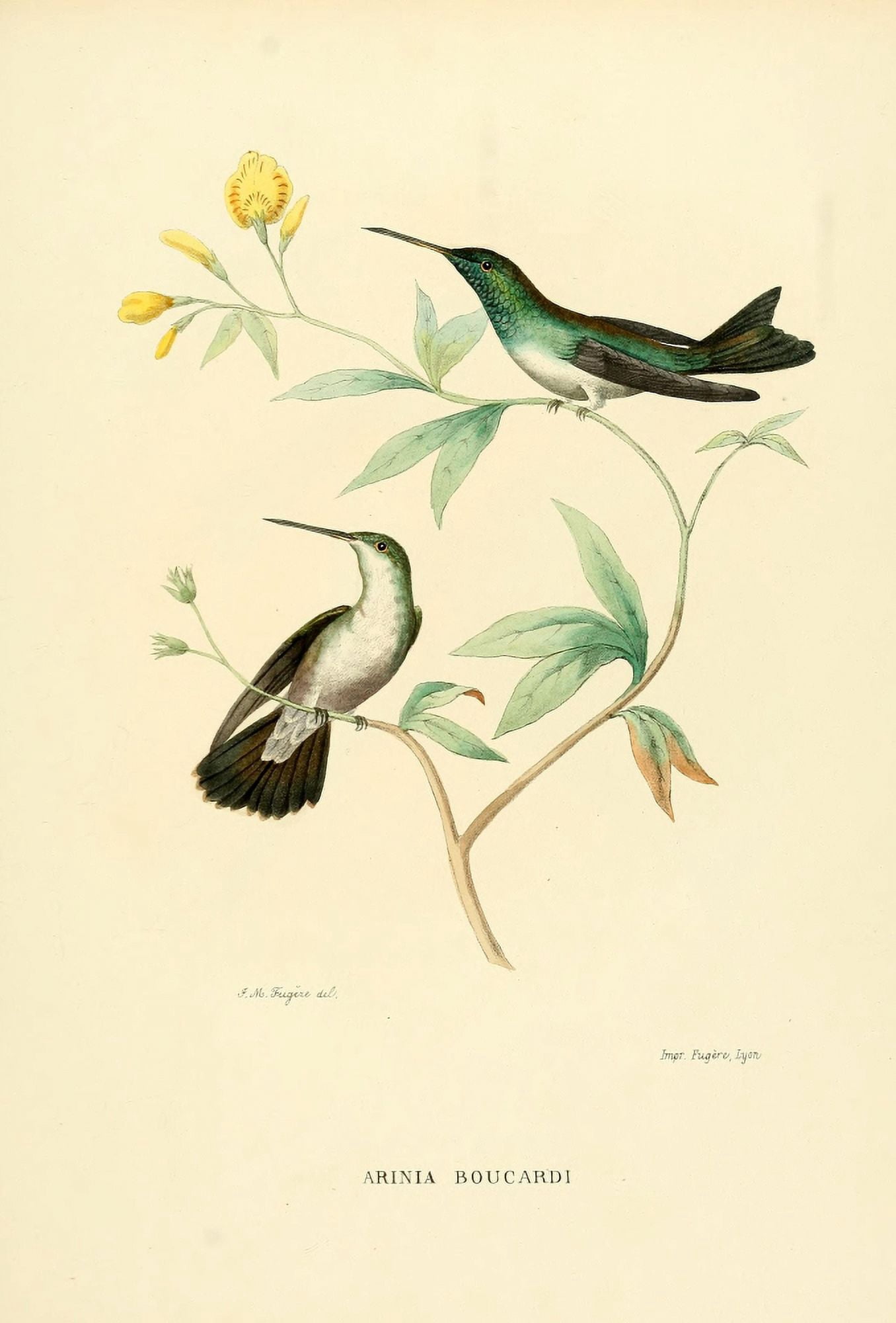 Oiseau Mouches 1874 Arinia Boucardi Canvas Art - Jean-Marie FugÔøΩre (24 x 36)