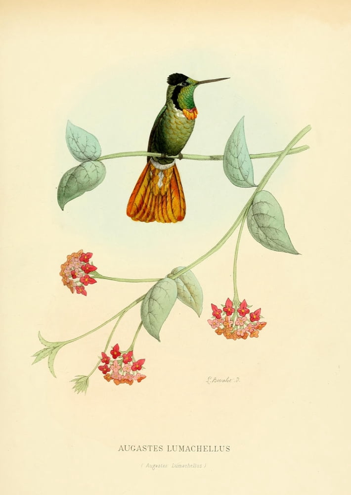 Oiseau Mouches 1874 Augastes Lumachellus Canvas Art - L Bevalet (24 x 36)