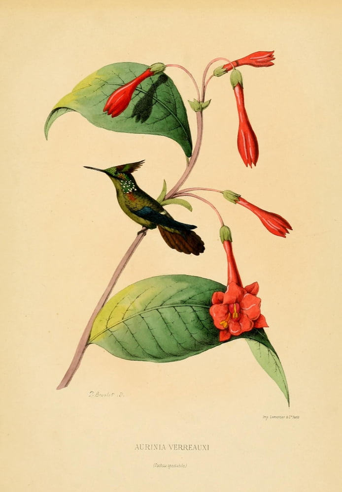 Oiseau Mouches 1874 Aurinia Verreauxi Canvas Art - L Bevalet (24 x 36)