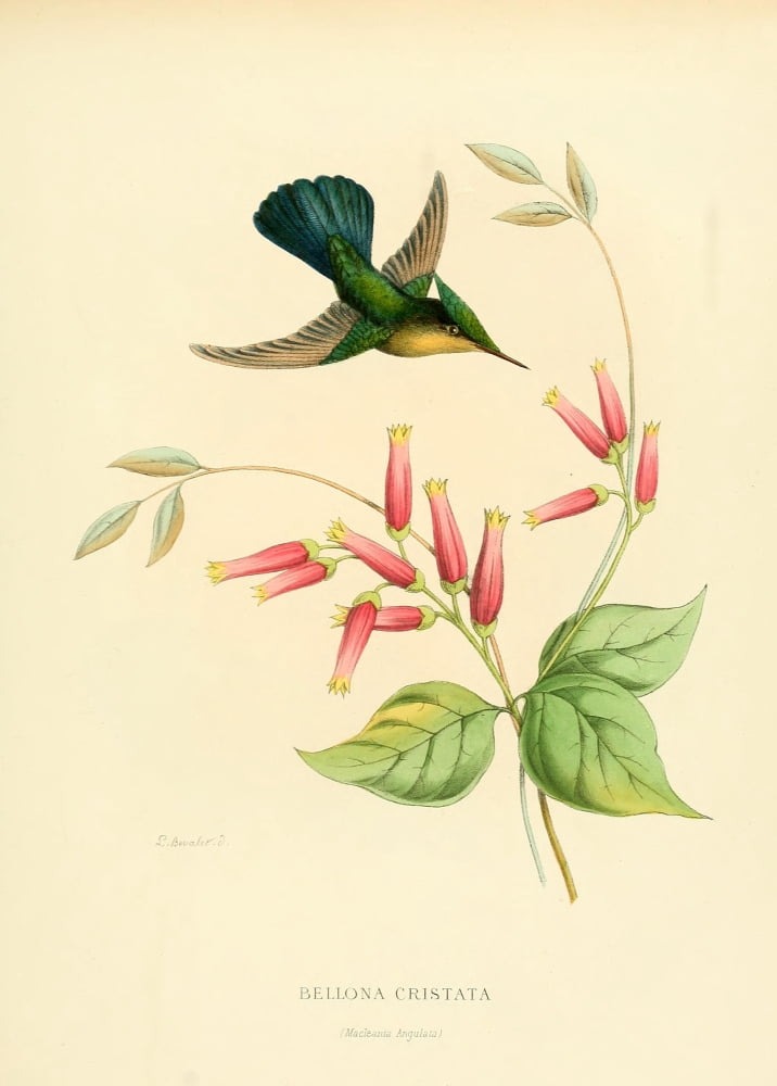 Oiseau Mouches 1874 Bellona Cristata Canvas Art - L Bevalet (18 x 24)