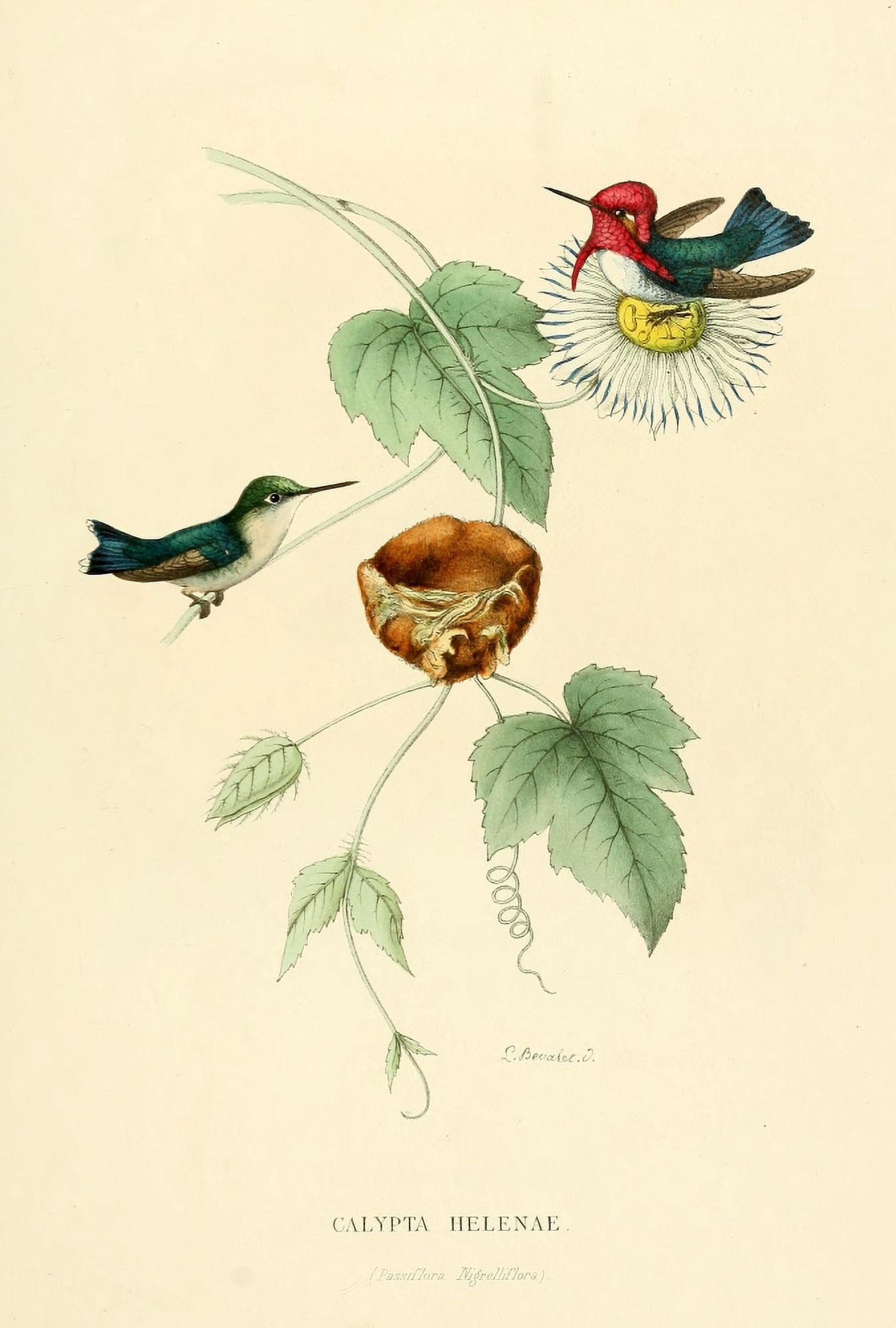 Oiseau Mouches 1874 Calypta Helenae Canvas Art - L Bevalet (24 x 36)