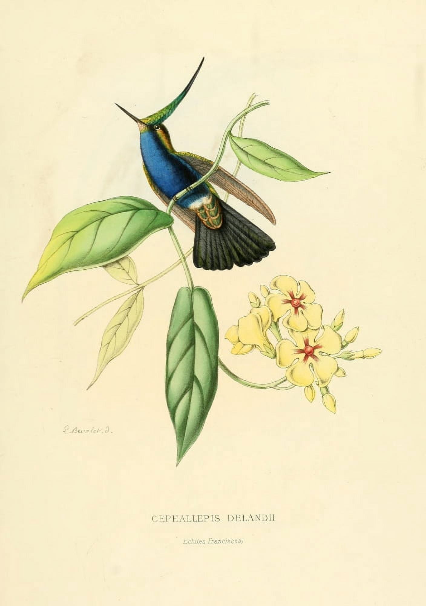 Oiseau Mouches 1874 Cephallepis Delandii Canvas Art - L Bevalet (24 x 36)