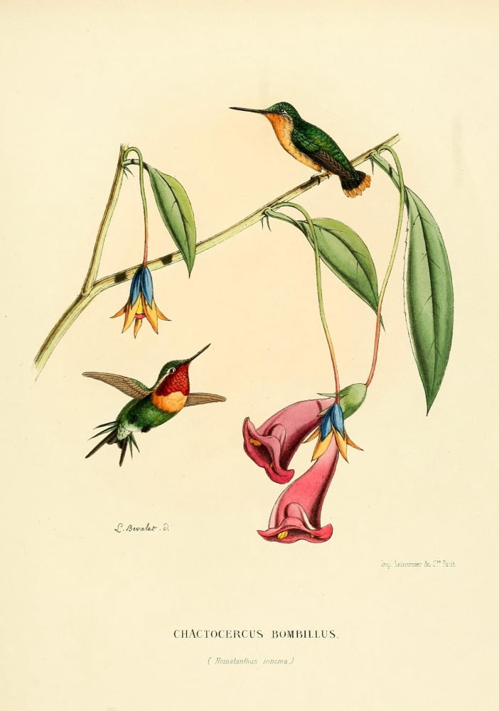 Oiseau Mouches 1874 Chactocercus Bombillus Canvas Art - L Bevalet (18 x 24)