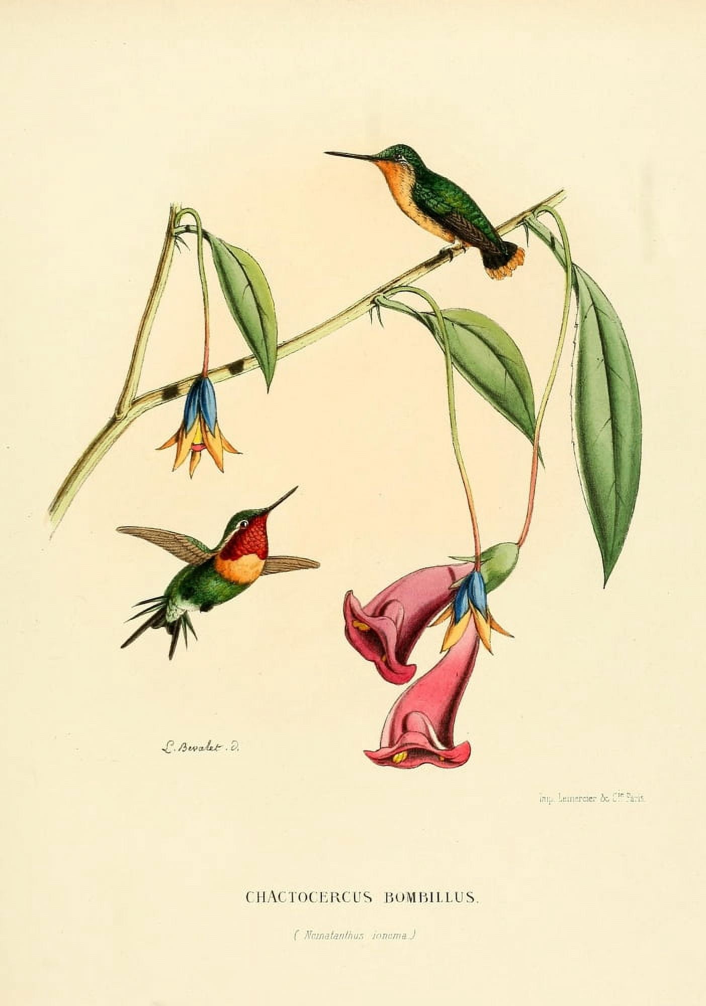 Oiseau Mouches 1874 Chactocercus Bombillus Canvas Art - L Bevalet (24 x 36)