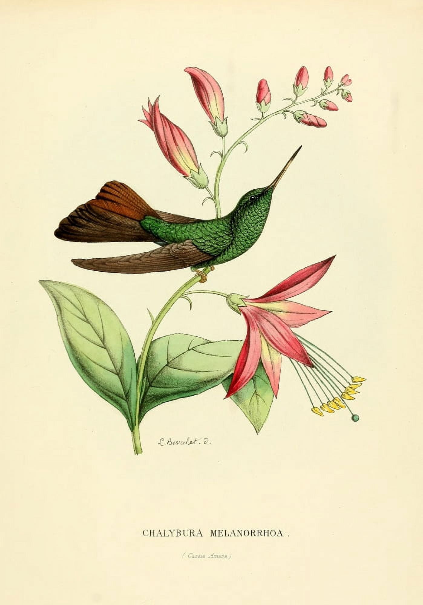 Oiseau Mouches 1874 Chalybura Melanorrhoa Canvas Art - L Bevalet (18 x 24)