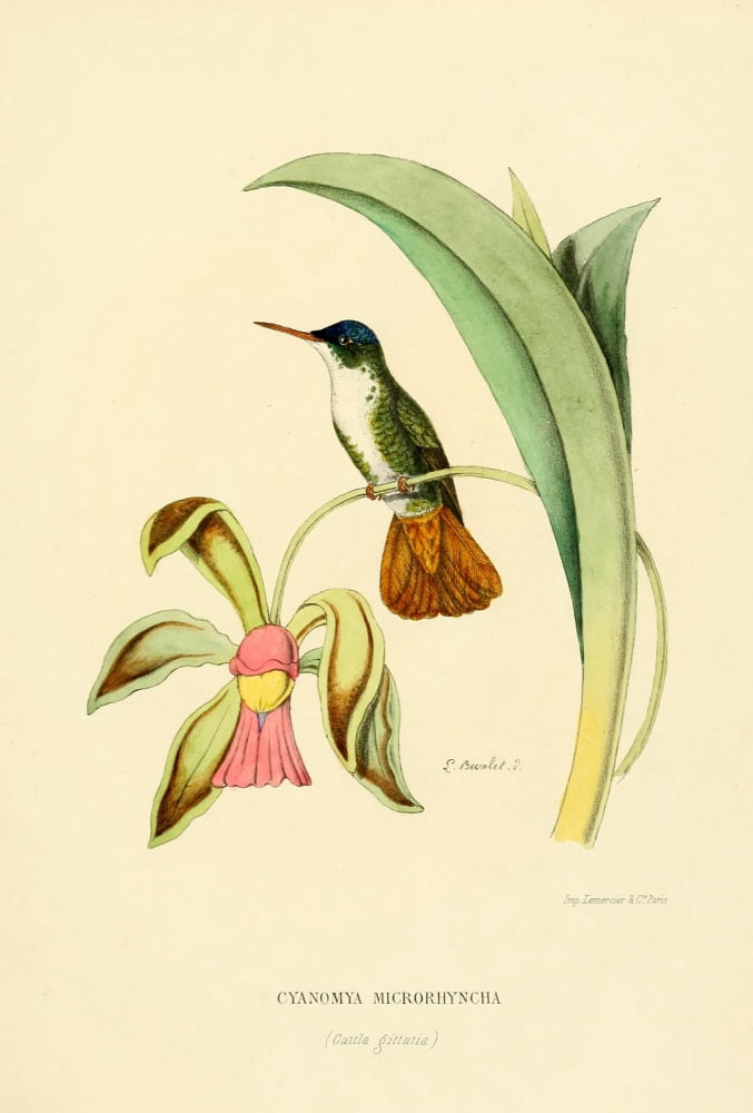 Oiseau Mouches 1874 Cyanomya Microrhyncha Canvas Art - L Bevalet (24 x 36)