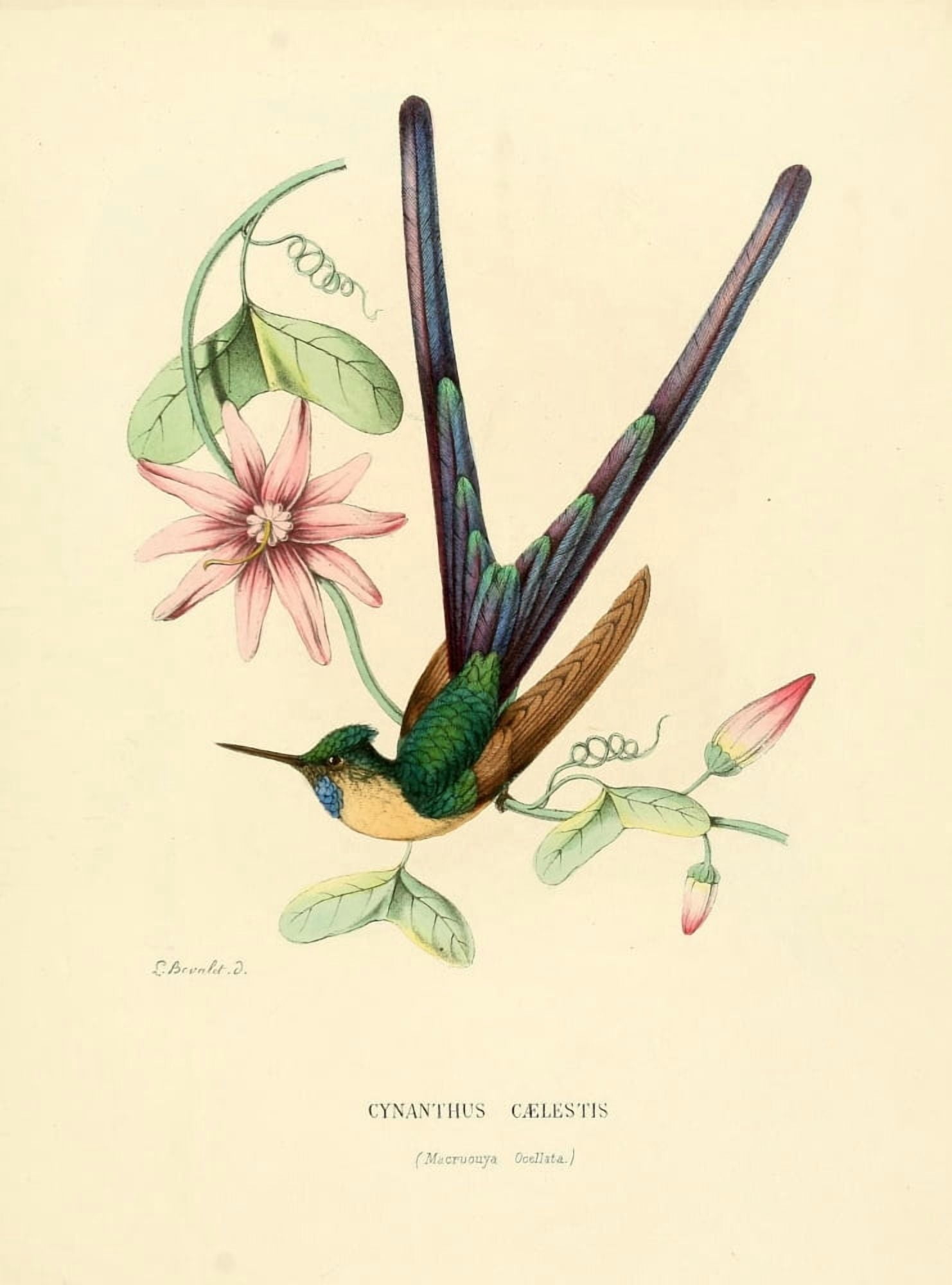 Oiseau Mouches 1874 Cynanthus Caelestis Canvas Art - L Bevalet (24 x 36)