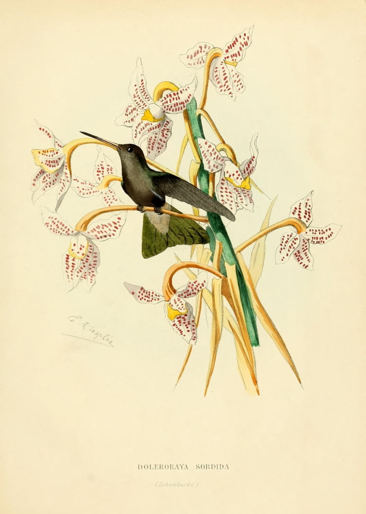 Oiseau Mouches 1874 Doleroraya Sordida Canvas Art - L Bevalet (18 x 24)
