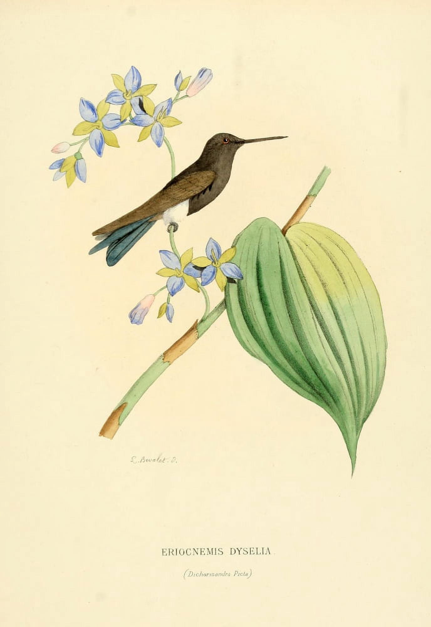 Oiseau Mouches 1874 Eriocnemis Dyselia Canvas Art - L Bevalet (18 x 24)