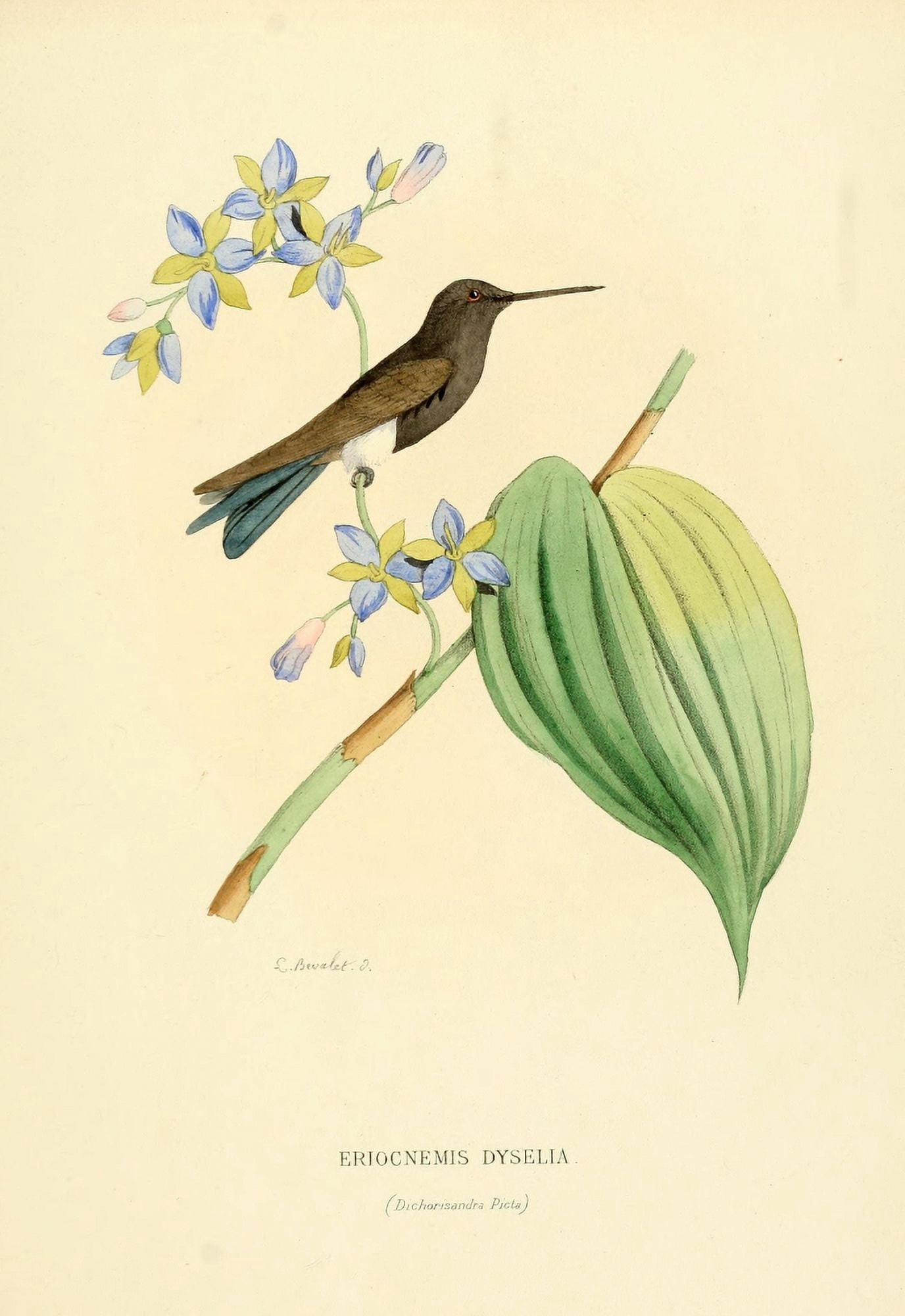 Oiseau Mouches 1874 Eriocnemis Dyselia Canvas Art - L Bevalet (24 x 36)