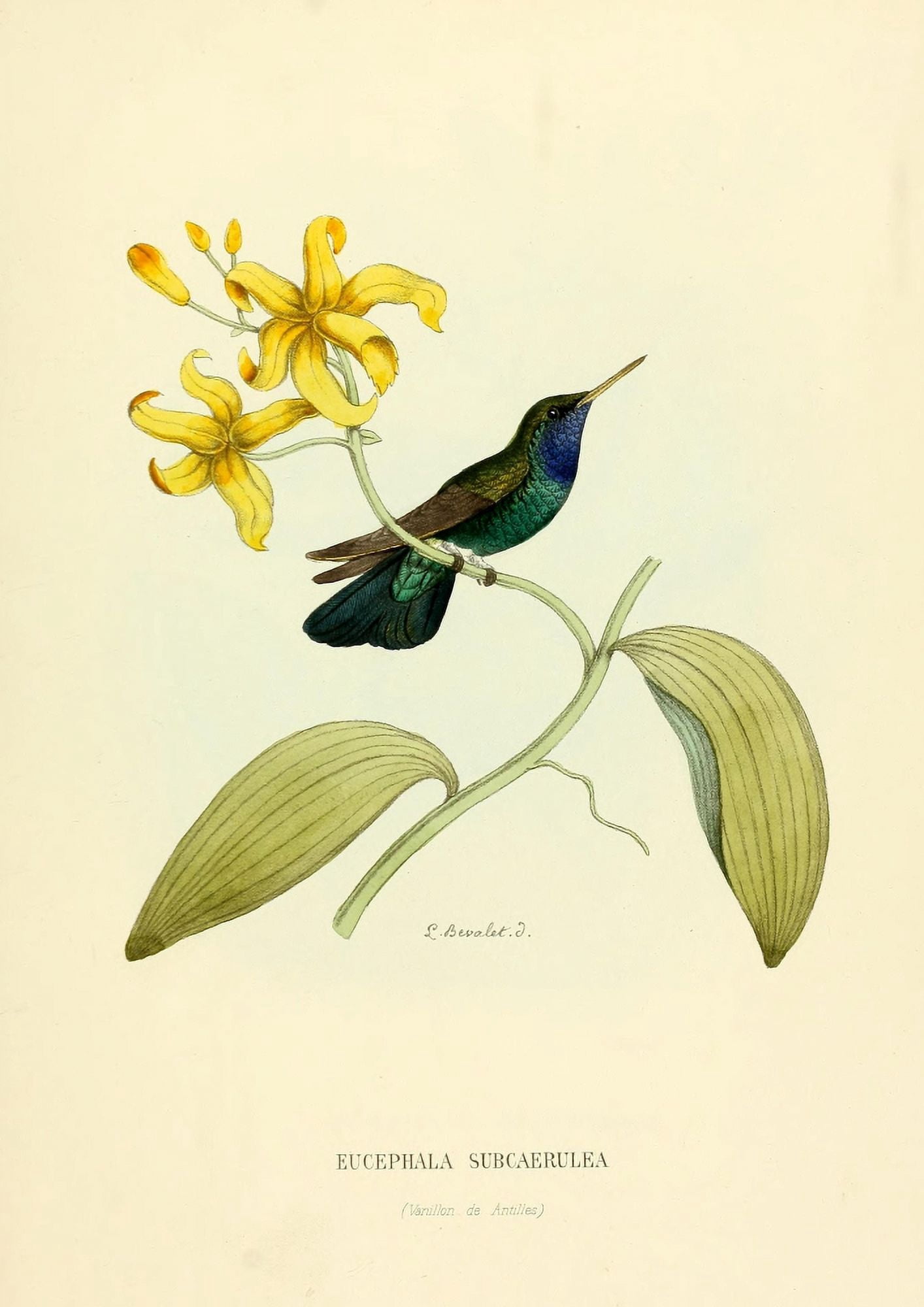 Oiseau Mouches 1874 Eucephala Subcaerulea Canvas Art - L Bevalet (18 x 24)