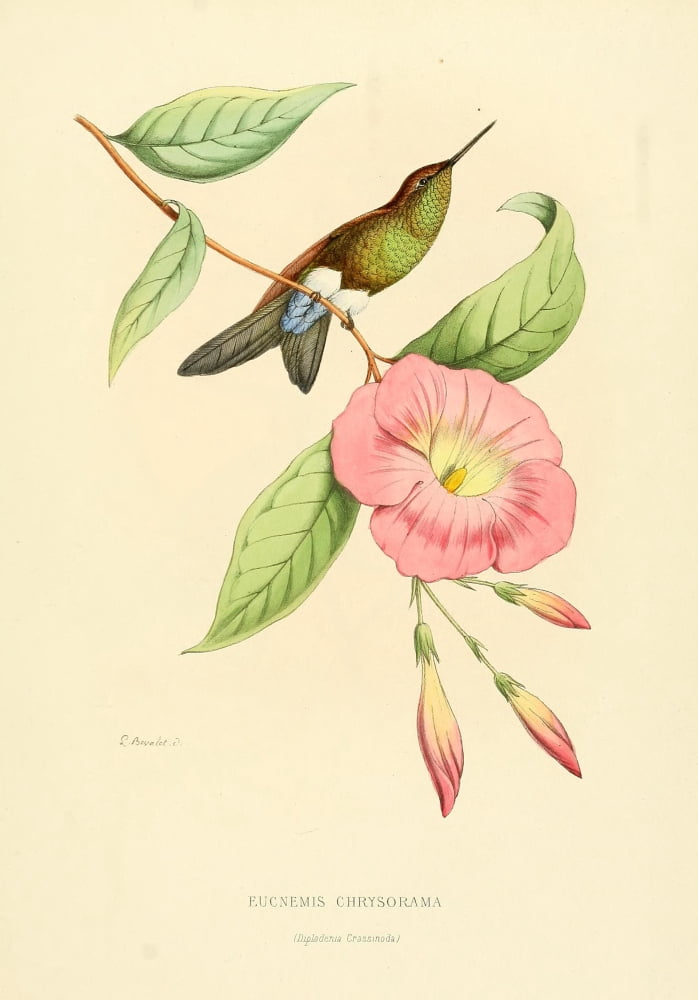 Oiseau Mouches 1874 Eucnemis Chrysorama Canvas Art - L Bevalet (18 x 24)