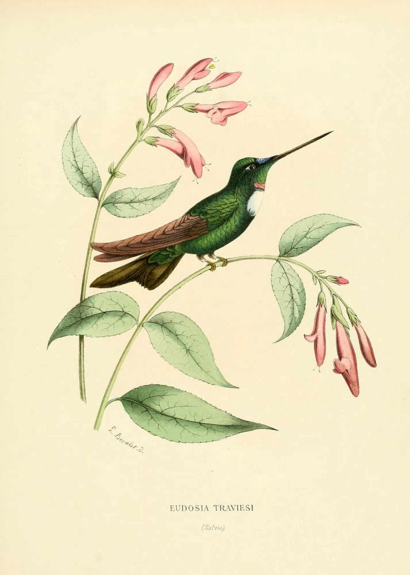 Oiseau Mouches 1874 Eudosia Traviesi Canvas Art - L Bevalet (18 x 24)