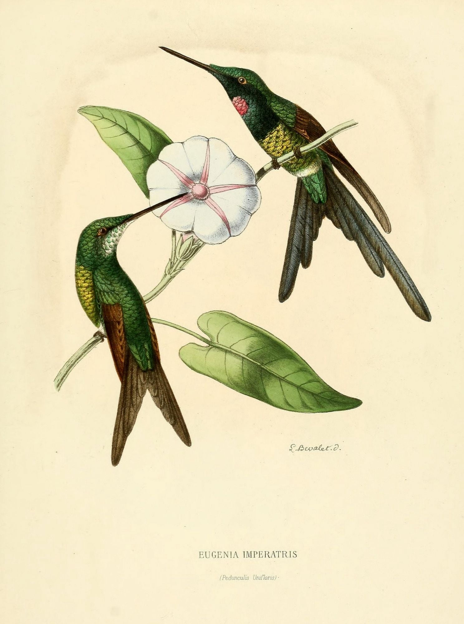 Oiseau Mouches 1874 Eugenia Imperatris Canvas Art - L Bevalet (18 x 24)