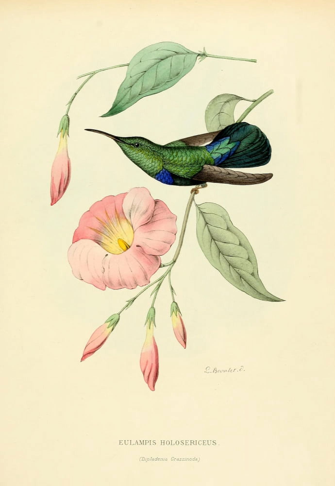 Oiseau Mouches 1874 Eulampis Holosericeus Canvas Art - L Bevalet (18 x 24)