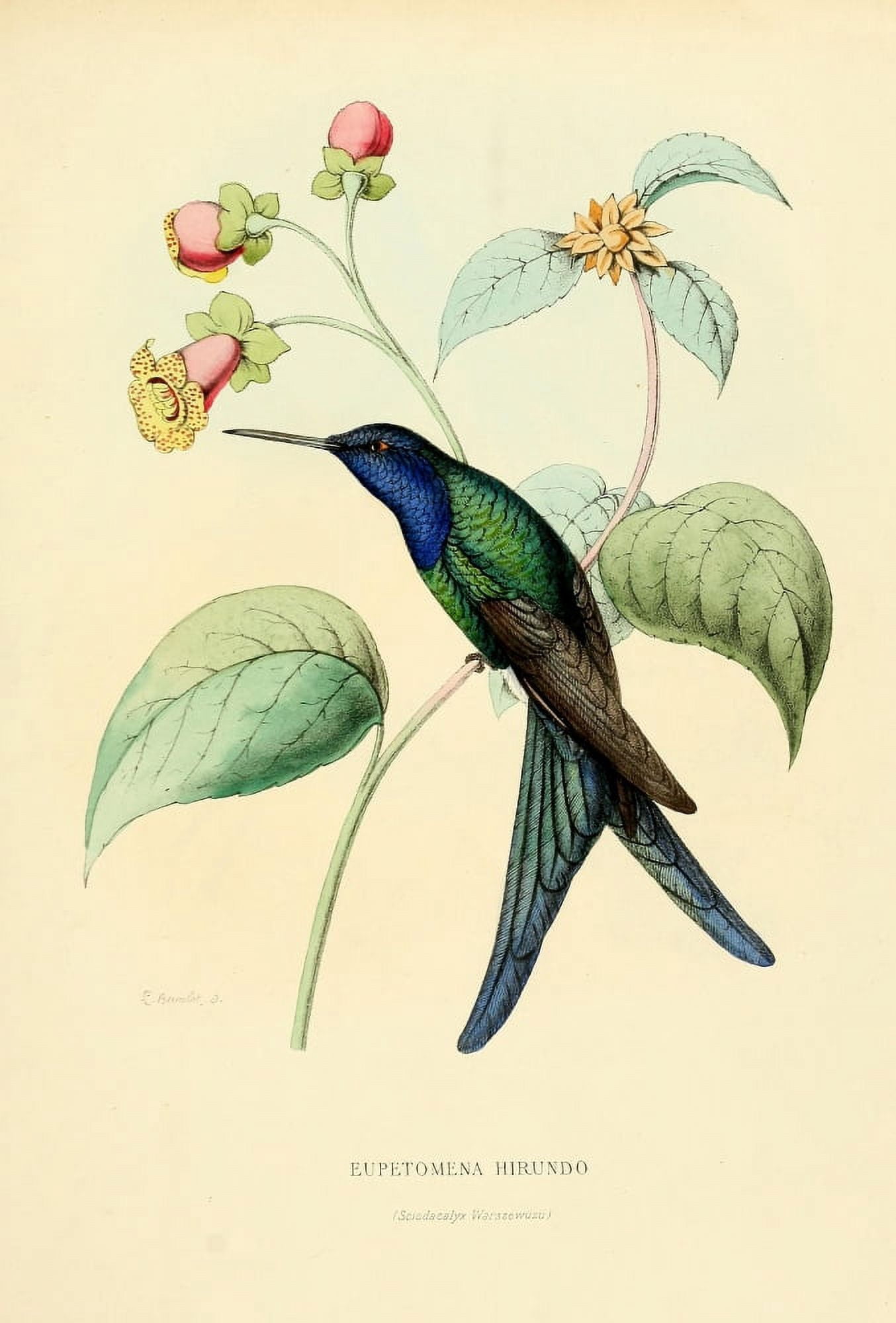 Oiseau Mouches 1874 Eupetomena Hirundo Canvas Art - L Bevalet (18 x 24)