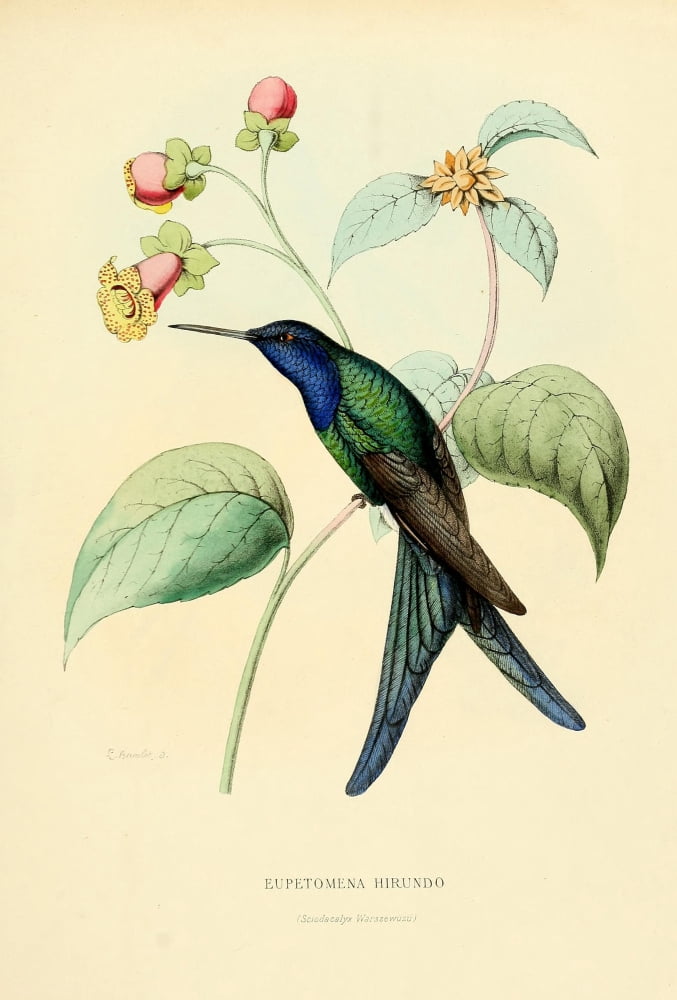 Oiseau Mouches 1874 Eupetomena Hirundo Canvas Art - L Bevalet (24 x 36)