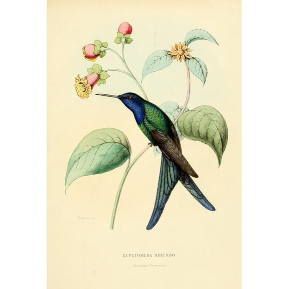 Oiseau Mouches 1874 Eupetomena Hirundo Poster Print by L. Bevalet (24 x 36)