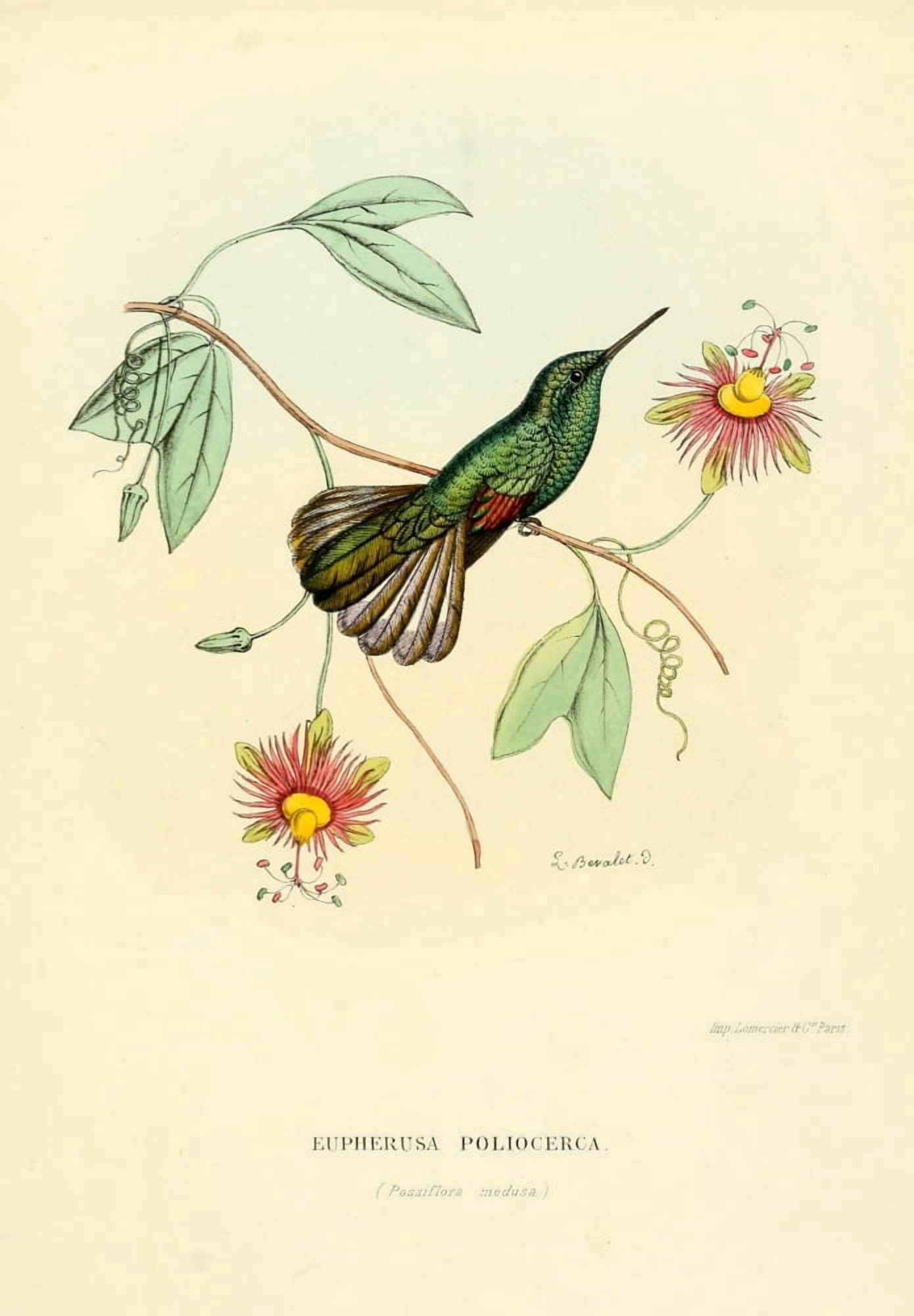 Oiseau Mouches 1874 Eupherusa Poliocerca Canvas Art - L Bevalet (18 x 24)