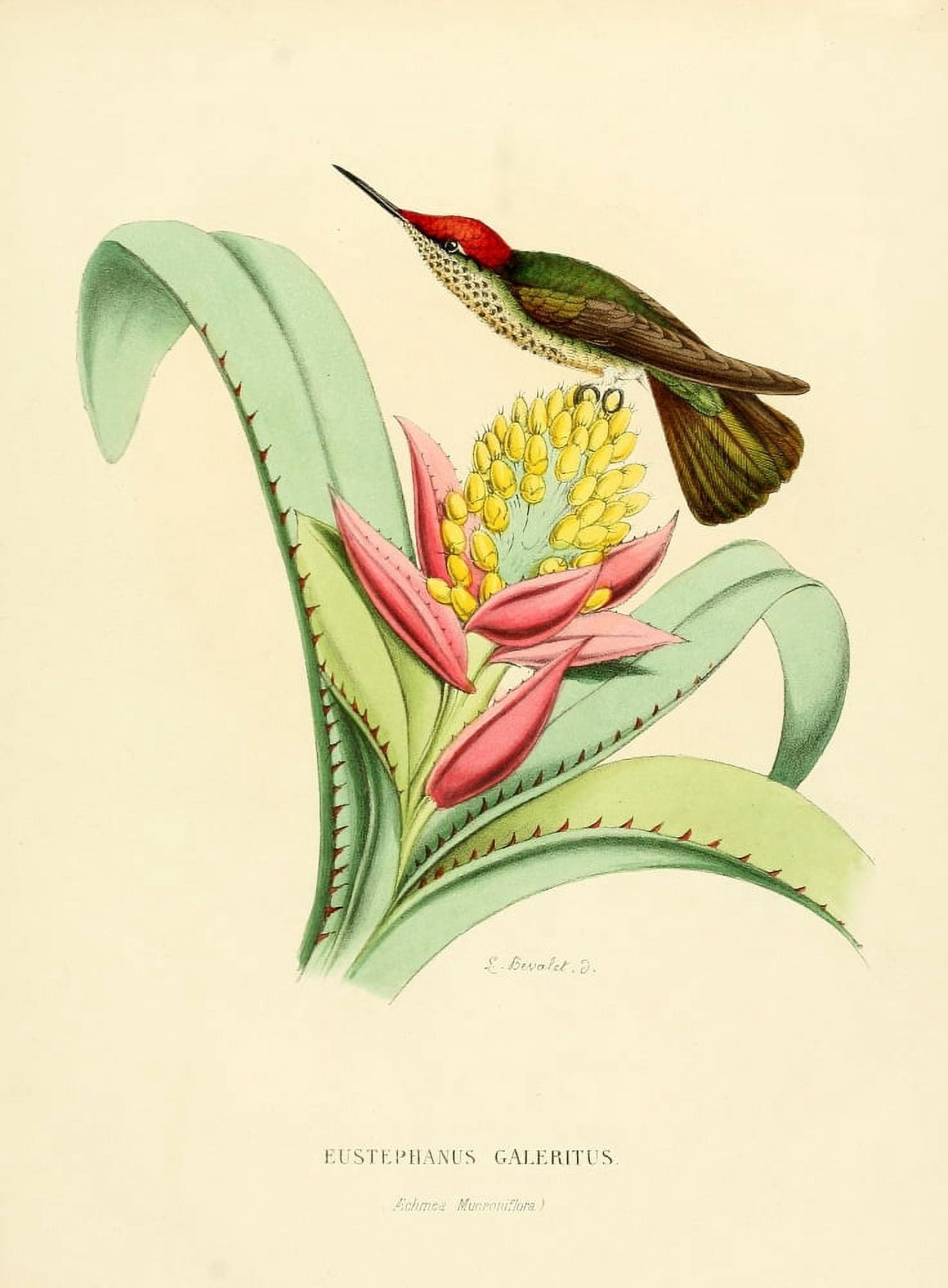 Oiseau Mouches 1874 Eustephanus Galeritus Canvas Art - L Bevalet (24 x 36)