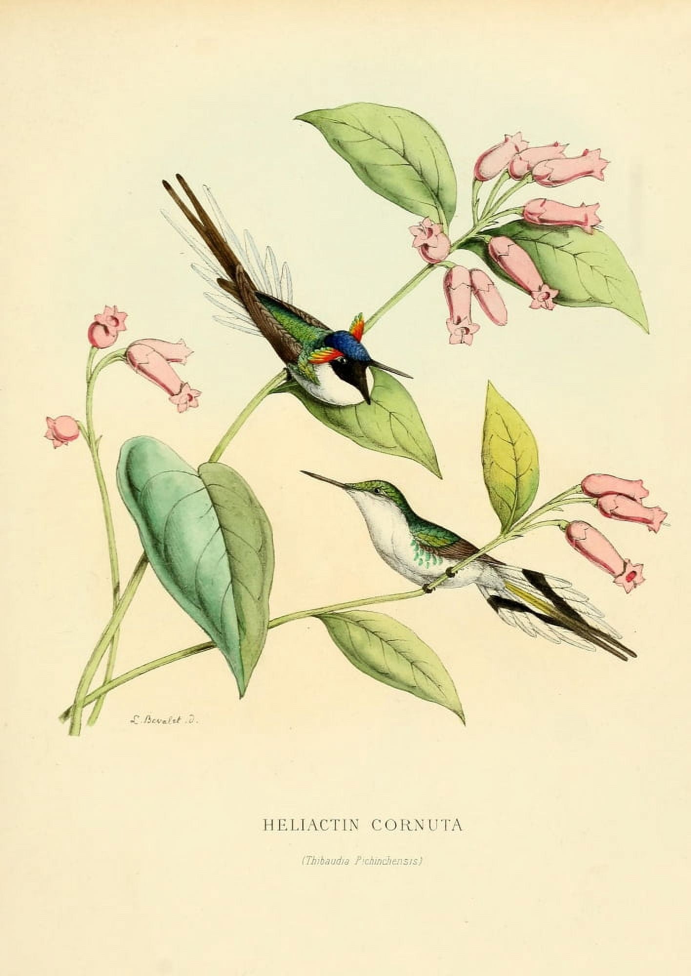Oiseau Mouches 1874 Heliactin Cornuta Canvas Art - L Bevalet (24 x 36)