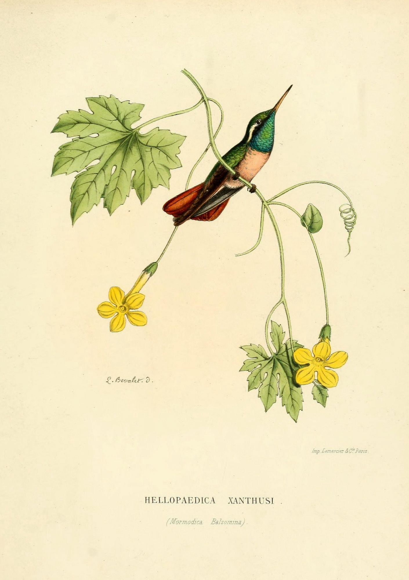 Oiseau Mouches 1874 Hellopaedica Xanthusi Canvas Art - L Bevalet (18 x 24)